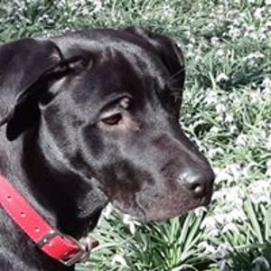 zona_sveinson avatar