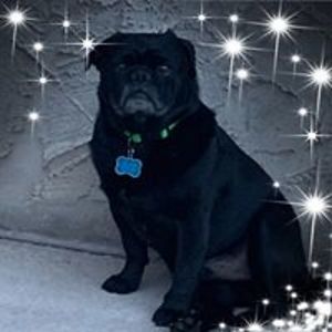 orange_cream2006 avatar