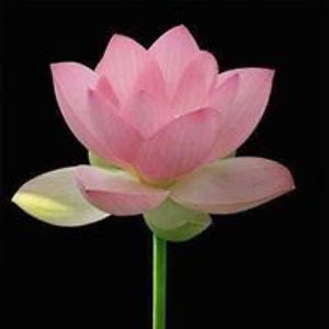 deniseintouch avatar