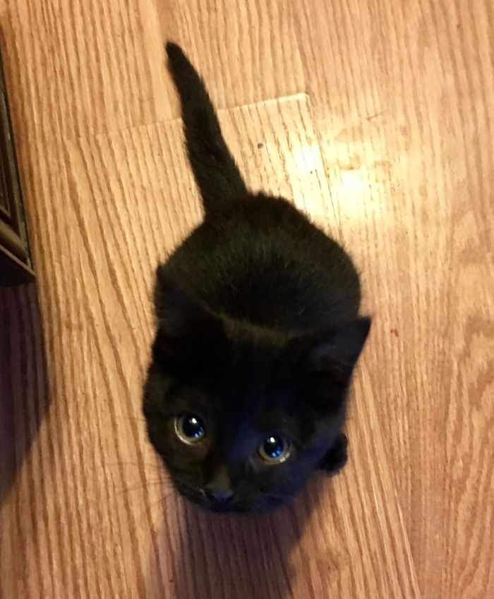 Foster Kitten. I Can’t Even......