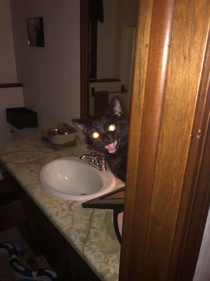Thought I Got A Kitten, Got A Friendly Demon Instead.