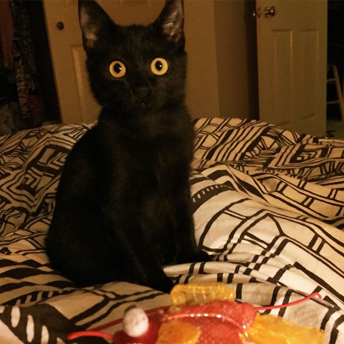 One Of My Favorite Pictures Of Jiji, About A Month After We Found Her On The Side Of The Road.