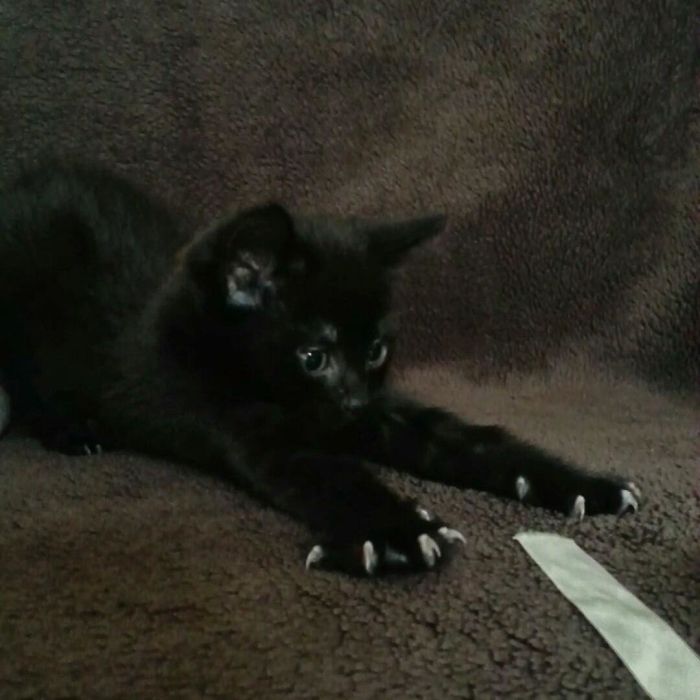 This Is What I Show People When They Ask Why My Hands Are Covered In Tiny Scratches...