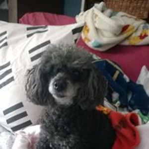 rhondadoggies2 avatar