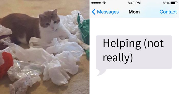 Daughter Shares Hilarious Cat Updates She Receives From Her Mom While She Stays Over At Her BF’s House