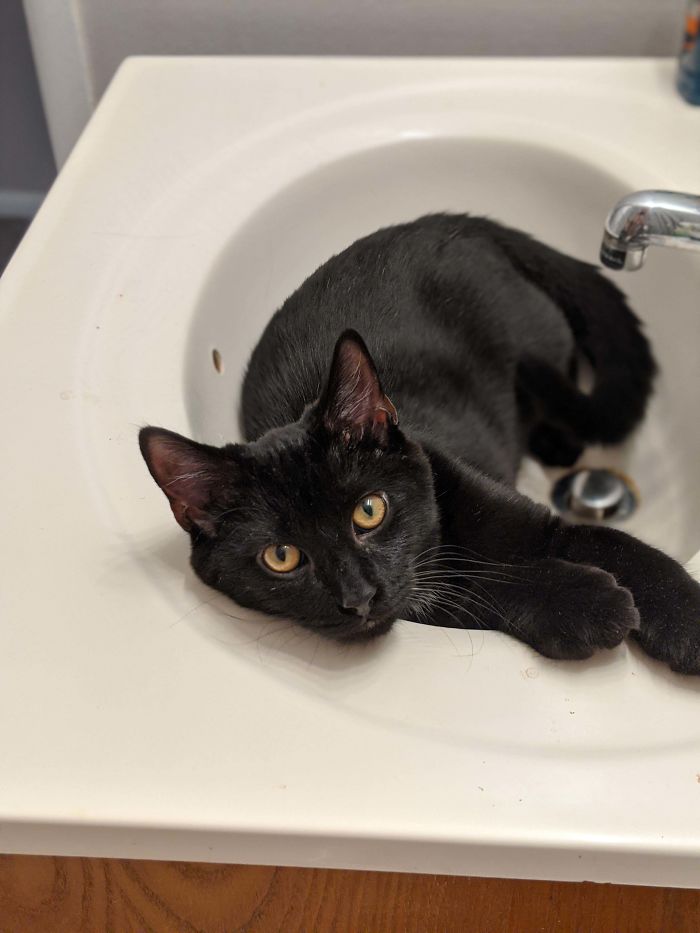 Black Cats Don't Photograph Well