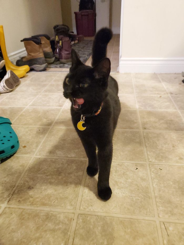 And Who Says Black Cats Aren't Cute?