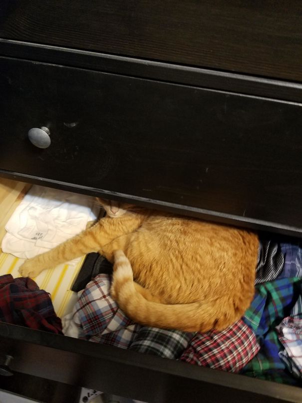 Cats-Sleeping-Strange-Places