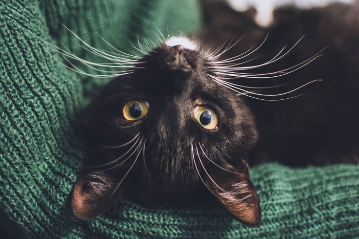 6 Months At Our Home And He's As Happy As Can Be. Happy First Birthday!