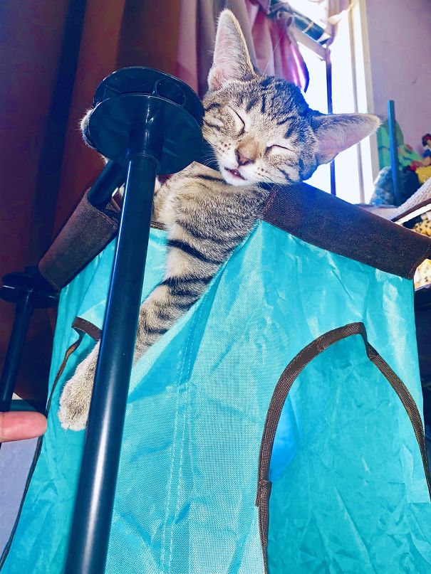 Cats-Sleeping-Strange-Places