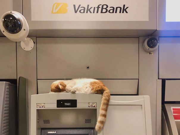 Cats-Sleeping-Strange-Places