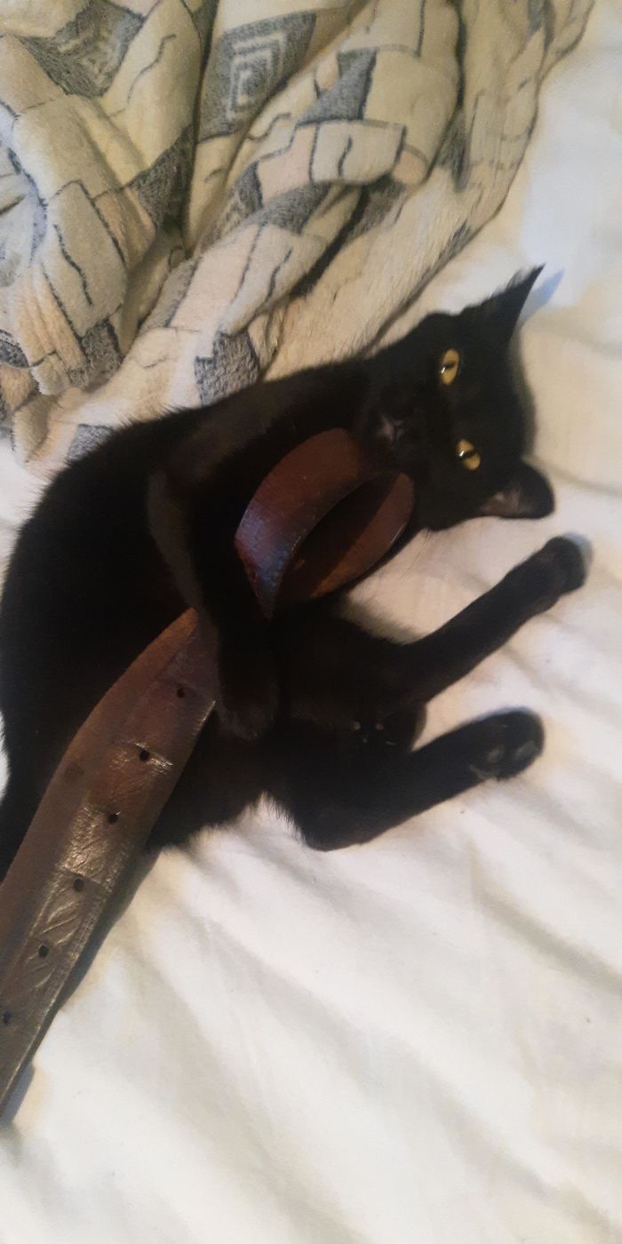 My Cat Wants To Kill Me,but She Is Cute