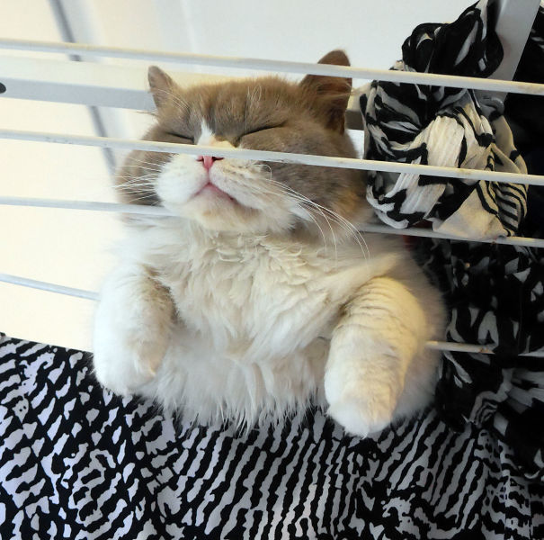 Cats-Sleeping-Strange-Places