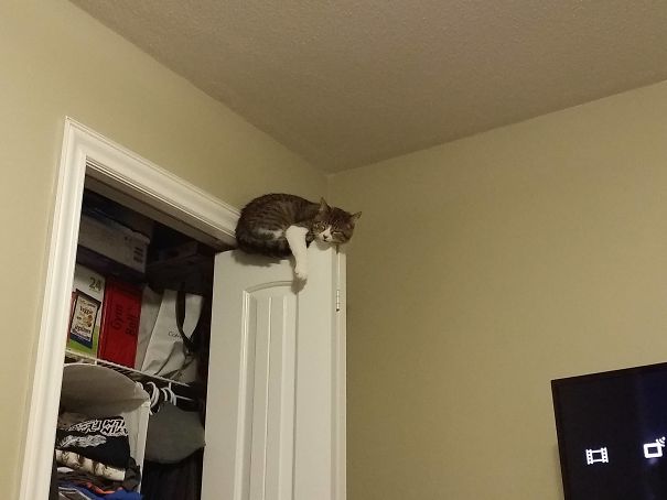 Cats-Sleeping-Strange-Places