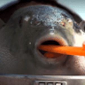 bastianmaciel avatar