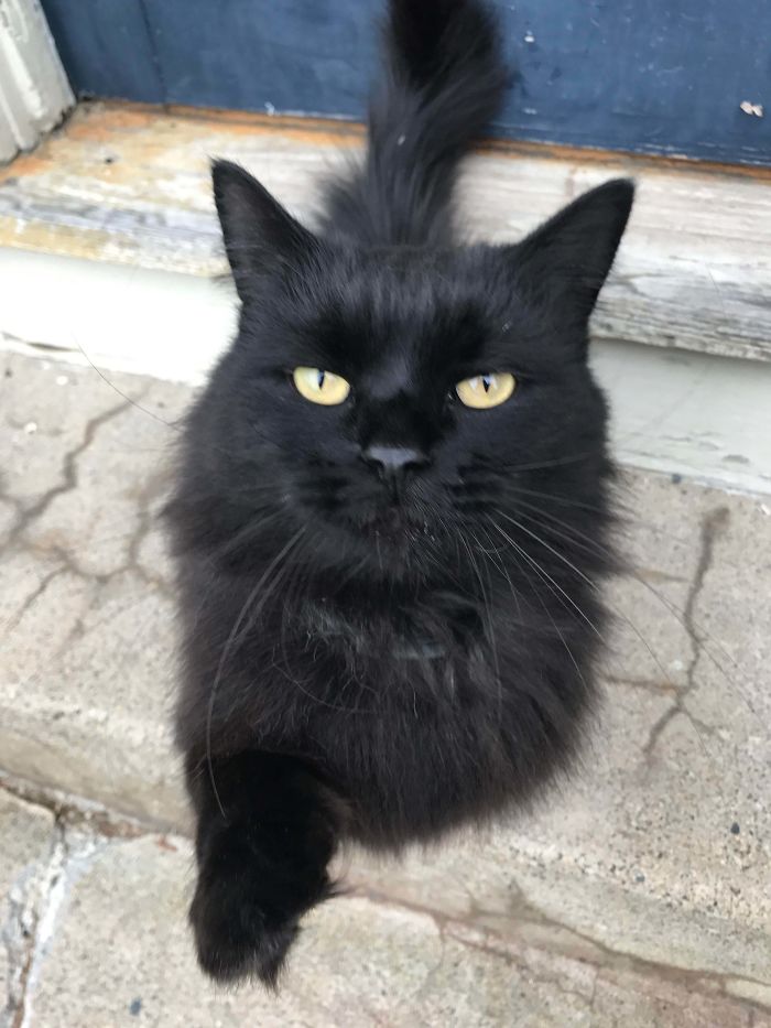 Cinder Belongs To The Family Down The Street But Still Waits For Me To Get Home Every Day