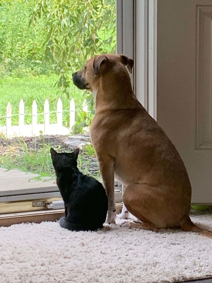 Can't Believe Just A Week Ago My Precious Void Was Living In A Cage At The Shelter