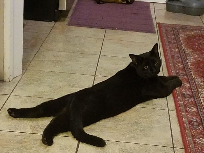 Would You Pet Me? I'd Pet Me