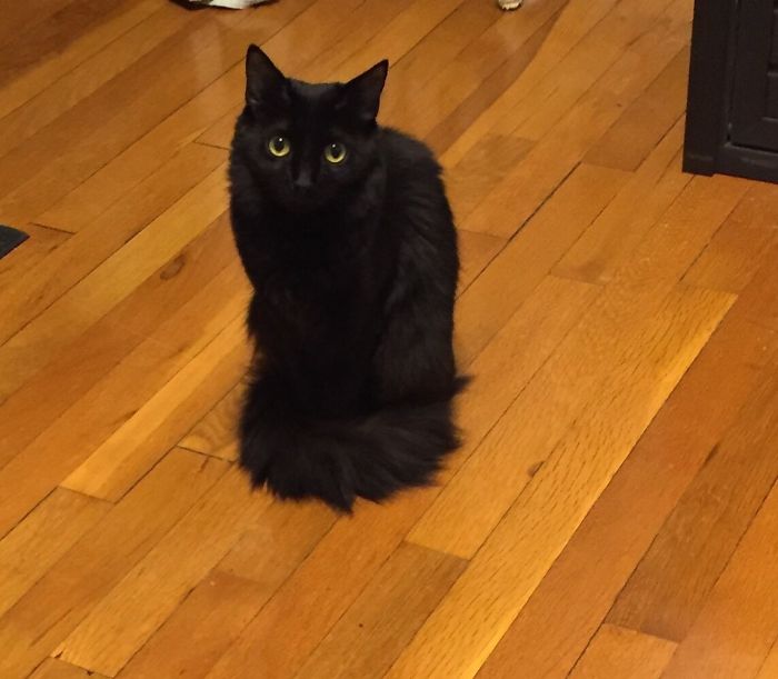 This Is Morticia. We Got Her From The Black Cat Rescue. She Is Very Shy