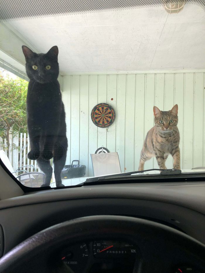 I Took Too Long Getting Out Of My Car. They Were Checking On Me
