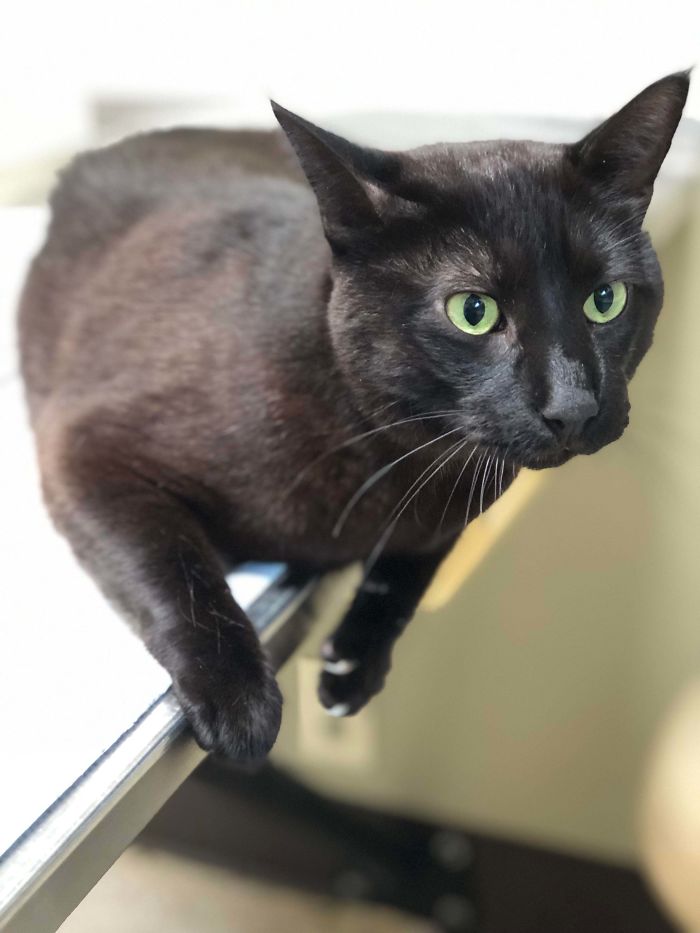 My Poor Son Has Bad Skin Allergies And Has To Go To The Vet A Lot, But I Kinda Love Taking Him Because All The Techs Talk About How Handsome He Is