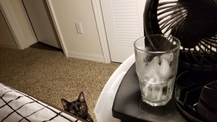 This Is Why We Can't Leave Our Glasses Unattented