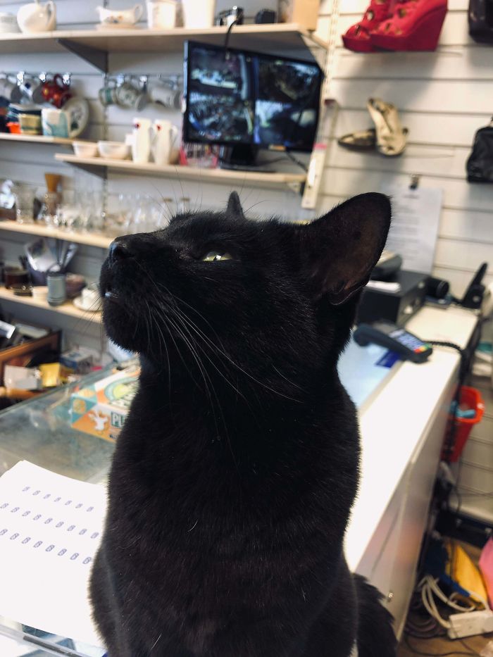 This Is My Little Helper In Our Rspca Shop- With Love From London