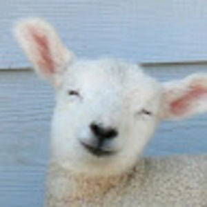 thejollykraut avatar