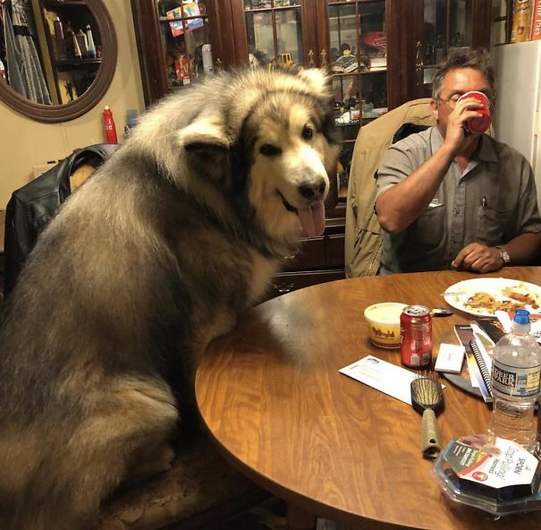 What’s For Dinner Humom?