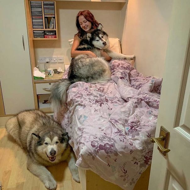 Large Malamutes