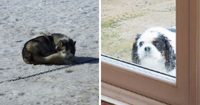 Cruel Owners That Leave Their Dogs In The Snow Can Now Get Jailed Over It