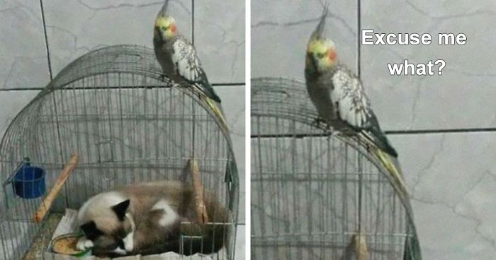 40 Cats That Fell Asleep In The Weirdest Places (New Pics)