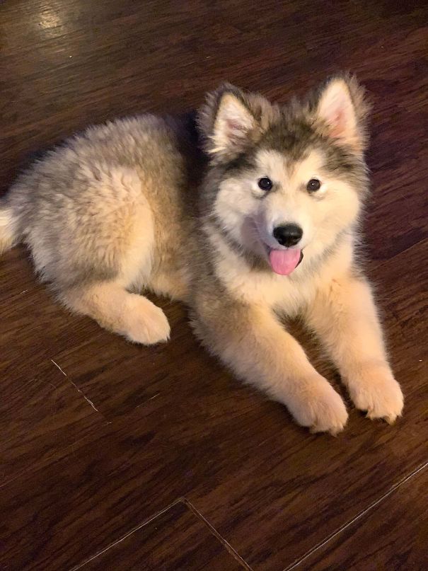 Our 10 Week Old Alaskan Malamute Tikkanni