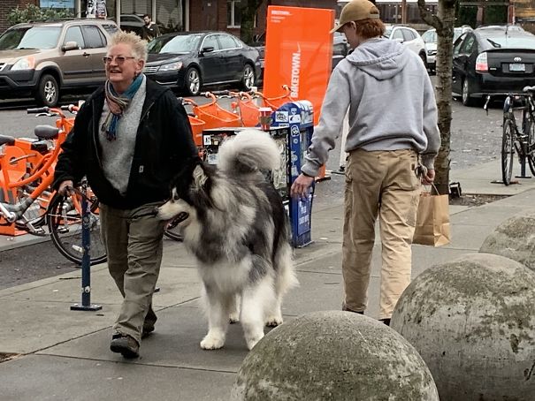 Look At The Size Of This Alaskan Malamute