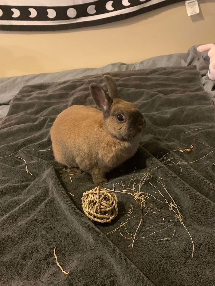 Adopted This Sweet Girl Yesterday, Meet Coco!