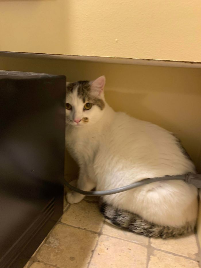 I (F27) Adopted My Very First Cat Today But He’s Still A Little Shy (Been Hiding Behind The Microwave All Night)