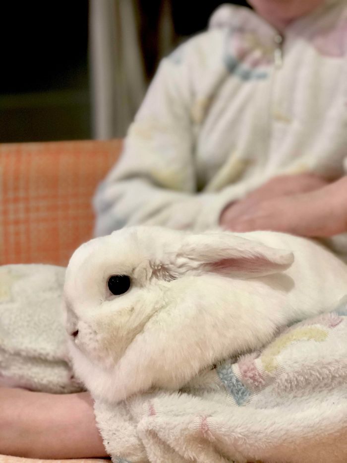 Adopted This Lonely Little Girl Today! She’s Been Left Alone In A Hutch For A Long Time Because “The Children Outgrew Her.” 🙄 I’ve Never Know A Rabbit Enjoy Sitting For A Cuddle So Much. I’m So Excited To Give Her All The Snuggles And Attention She Needs For The Rest Of Her Life!