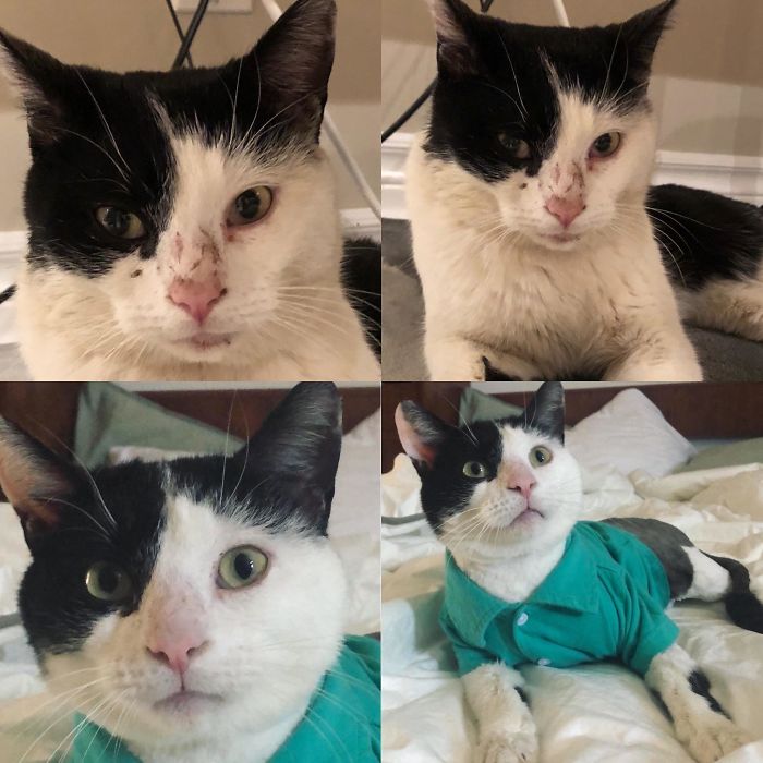 This Is Arnold! We Adopted Him 3 Weeks Ago, And He’s Had An Amazing Transformation. I’ve Never Met A Cat With So Much Moxie