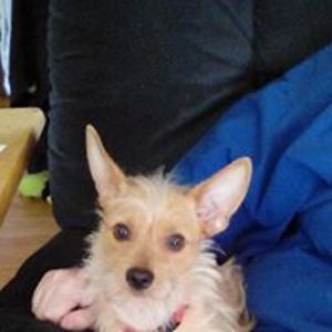 brattyelf2007 avatar