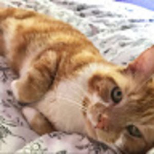 yvonnemccutcheon avatar