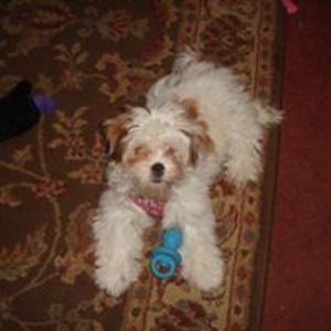 lorriekundrat_1 avatar