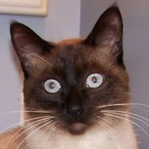 teresadeweyfb avatar