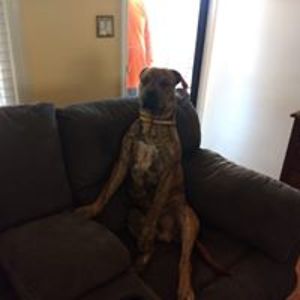 hummingbirdpkc avatar