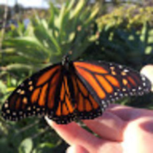 nbaroatksteelx377 avatar