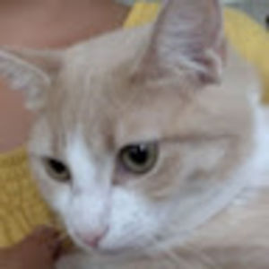 lillianwooton avatar