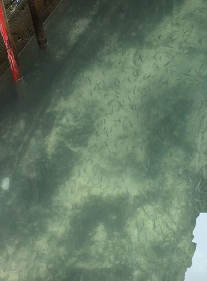 Crystal Clear Water In Venice Due To Decrease Of Pollution