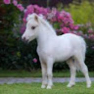 julitimwalters avatar