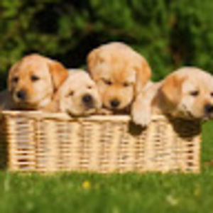 isabellaragan avatar