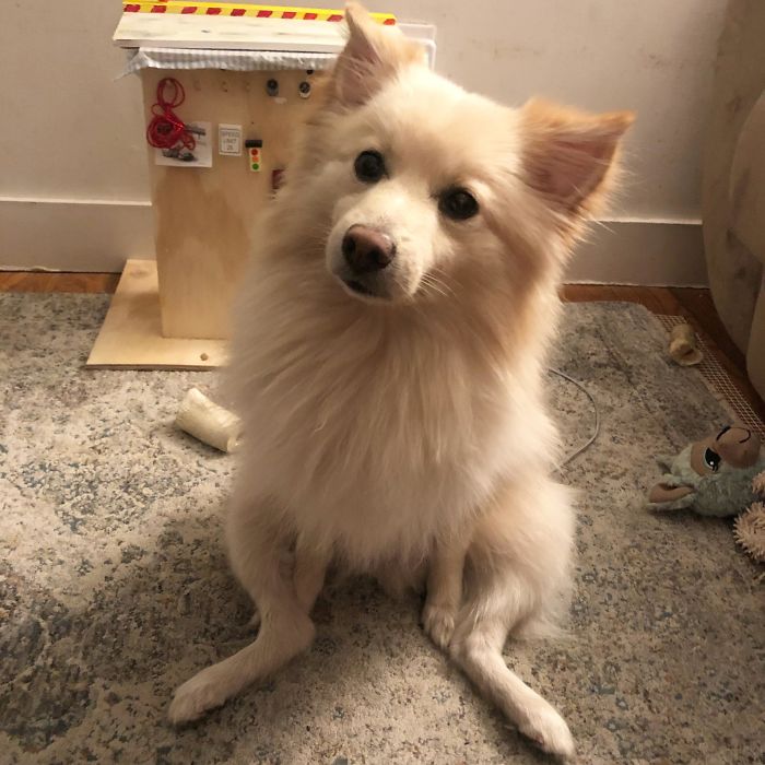 We Made Steak Tonight For The First Time Since We Adopted Him. Apparently He Has Special Sits For The Occasion.
