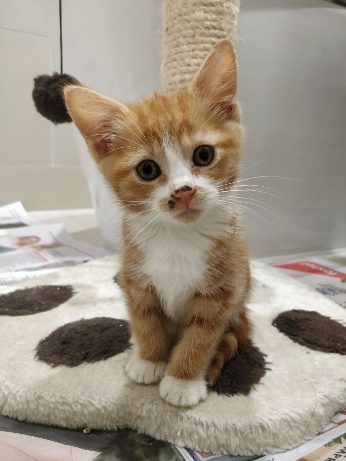 When You Are Forced To Work From Home, You Adopt A Kitten. Everyone Meet Tomato! My Wee Little Companion During This Difficult Time :)